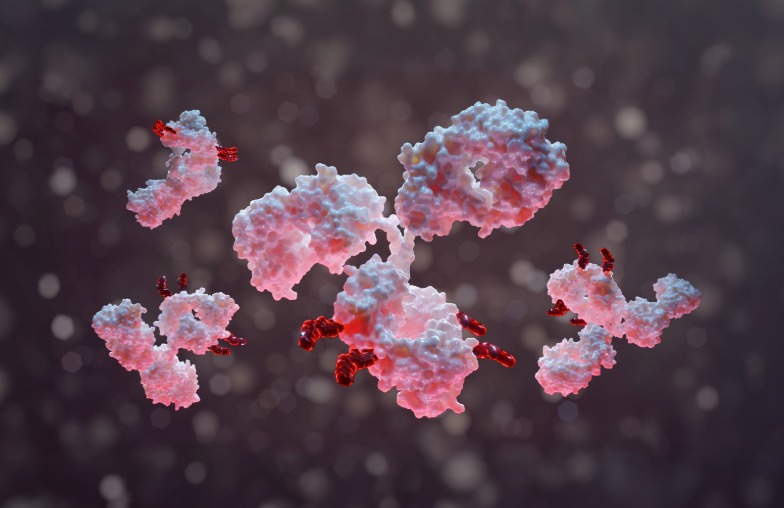 antibody-drug conjugate (ADC)